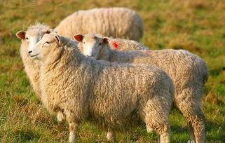 羊了个羊最新娱乐爆料,网友热议不断！  第3张